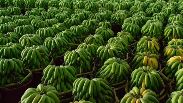 Banana (Unripe)
