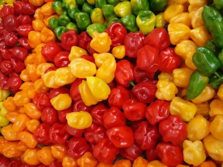 Habanero Chillie